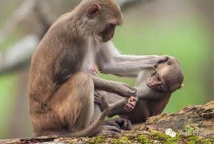 最新发布国产小猴子视频,萌态可掬，趣味横生