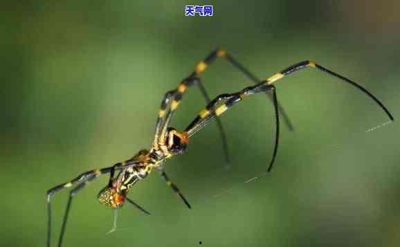 国产蜘蛛的品种介绍视频,探寻我国独特蜘蛛家族