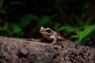 国产小蜻蛙pon视频,萌动心灵的治愈之旅
