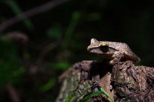 国产小蜻蛙pon视频,萌动心灵的治愈之旅