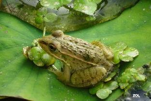 国产小蜻蛙pon视频,萌动心灵的治愈之旅