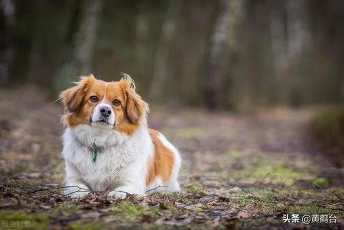人与狗国产视频网站,国产视频网站上的温馨情感之旅