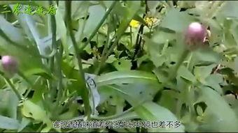 国产白浆视频嫩草,嫩草新绿，自然之美尽收眼底