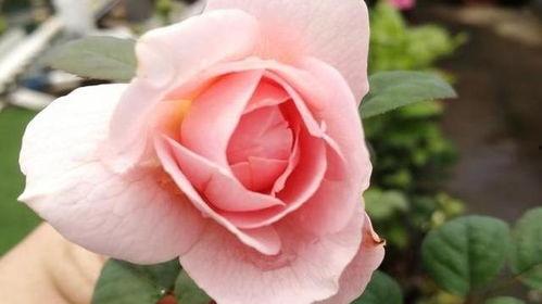 国产女王月季好养吗视频