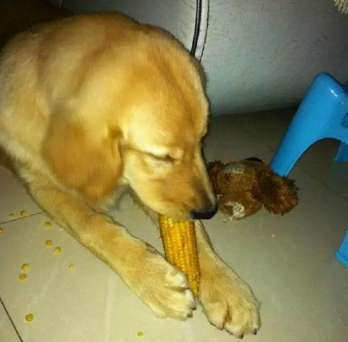 小狗憋屎视频动画片国产  第2张