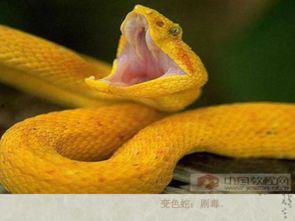 国产捕蛇视频大全在线观看,惊险刺激的蛇类捕捉瞬间回顾