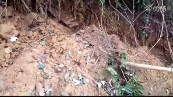 国产捕蛇视频大全在线观看,惊险刺激的蛇类捕捉瞬间回顾  第2张