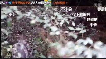 国产捕蛇视频大全在线观看,惊险刺激的蛇类捕捉瞬间回顾  第3张