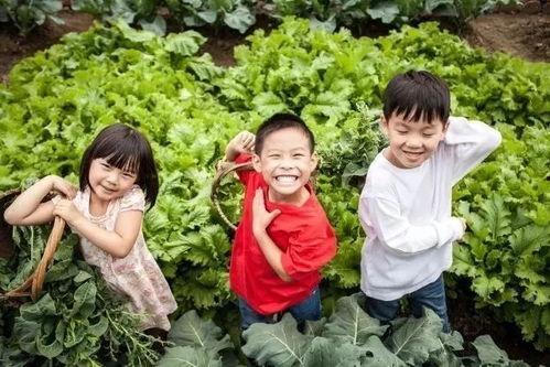 国产农村密桃视频,国产农村风情录  第2张