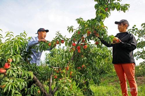 国产农村密桃视频,国产农村风情录  第3张